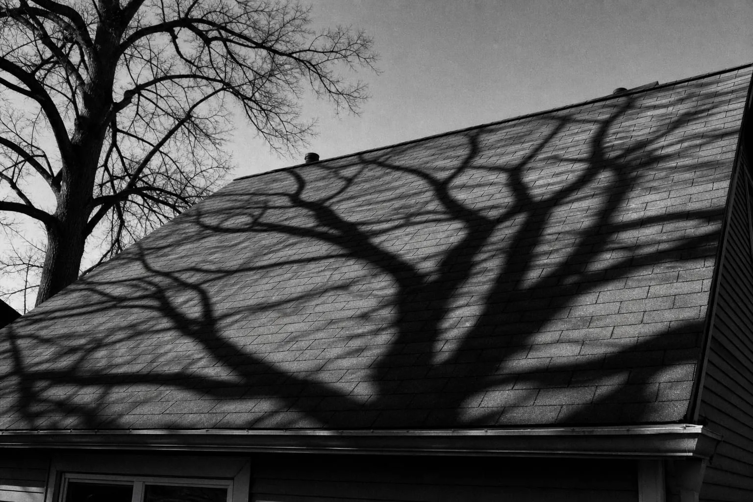 A residential asphalt shingle roof slope photographed from the ground, with the shadow of a mature bare tree falling across one end of it